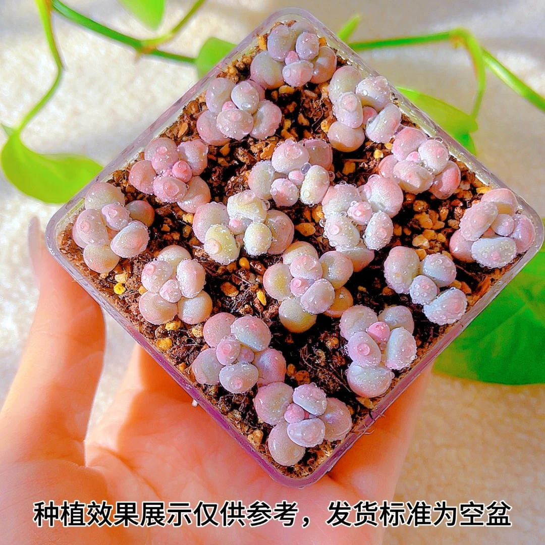 加厚带托盘有漏水孔套盒多肉透明亚克力叶插切糕移苗晾根浸盆盒