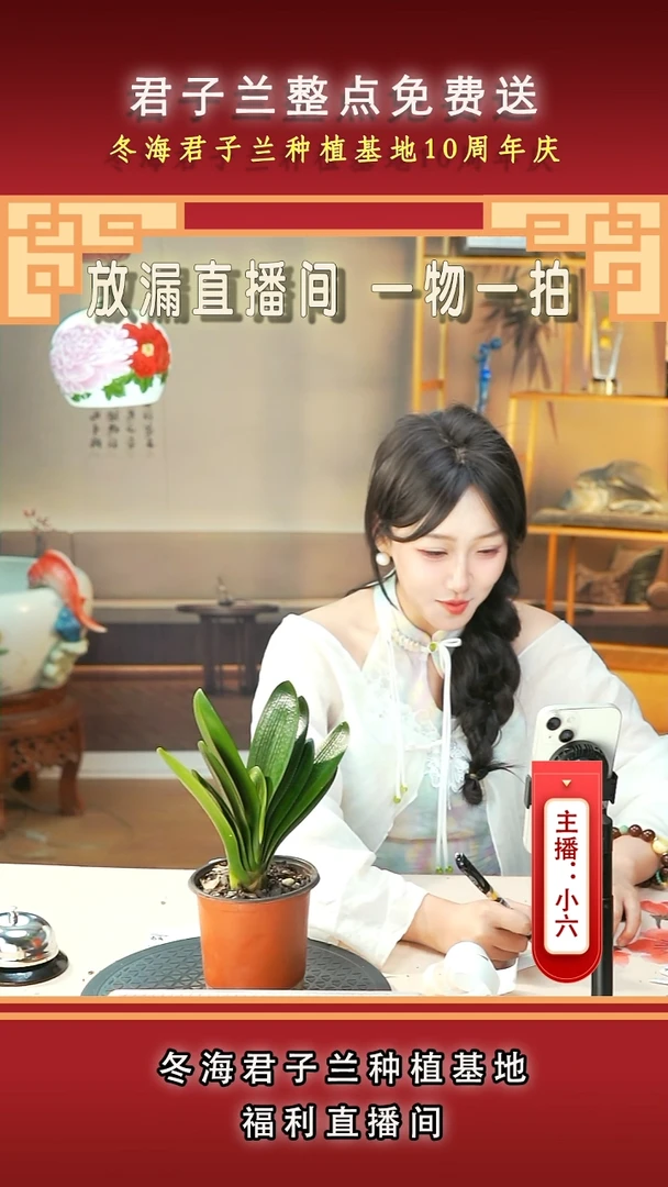 当前无花朵，栽培后可花朵【**】君子兰