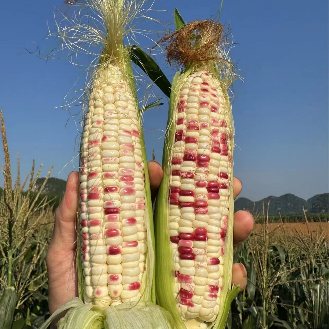 广西新鲜花糯玉米3/5/8斤现摘香糯清甜饱满当季糯玉米苞谷