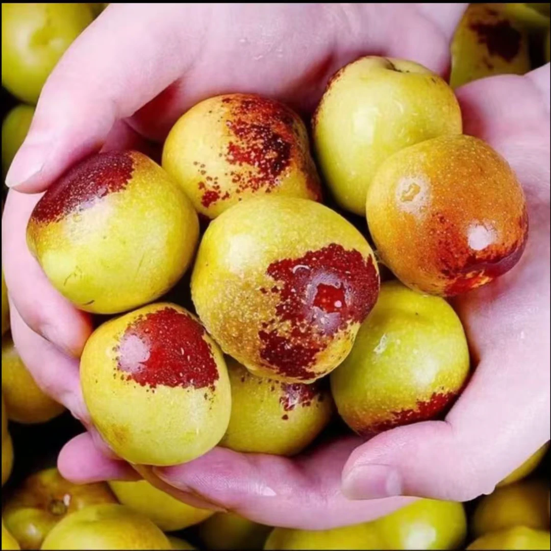 冬枣树苗嫁接特大冬枣苗南北方盆栽地栽当年结果xx