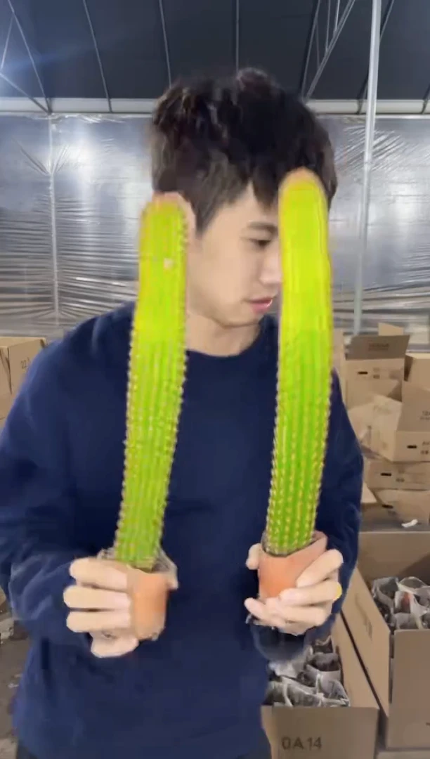 【闪购商品】2颗 高20-30cm 卡布奇诺