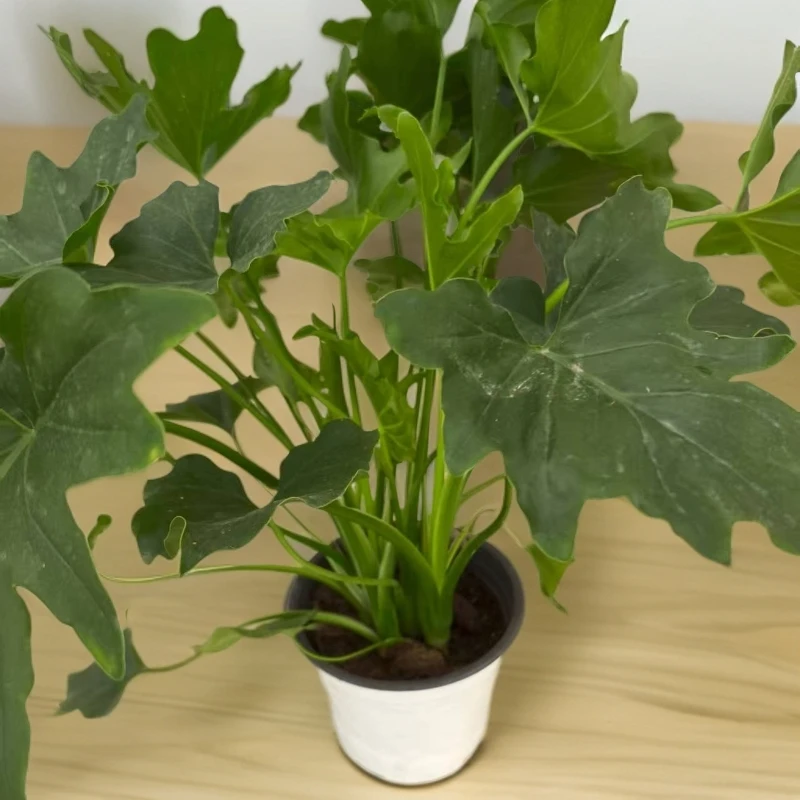 春羽植物盆栽室内四季常绿好养活可净化空气的绿植