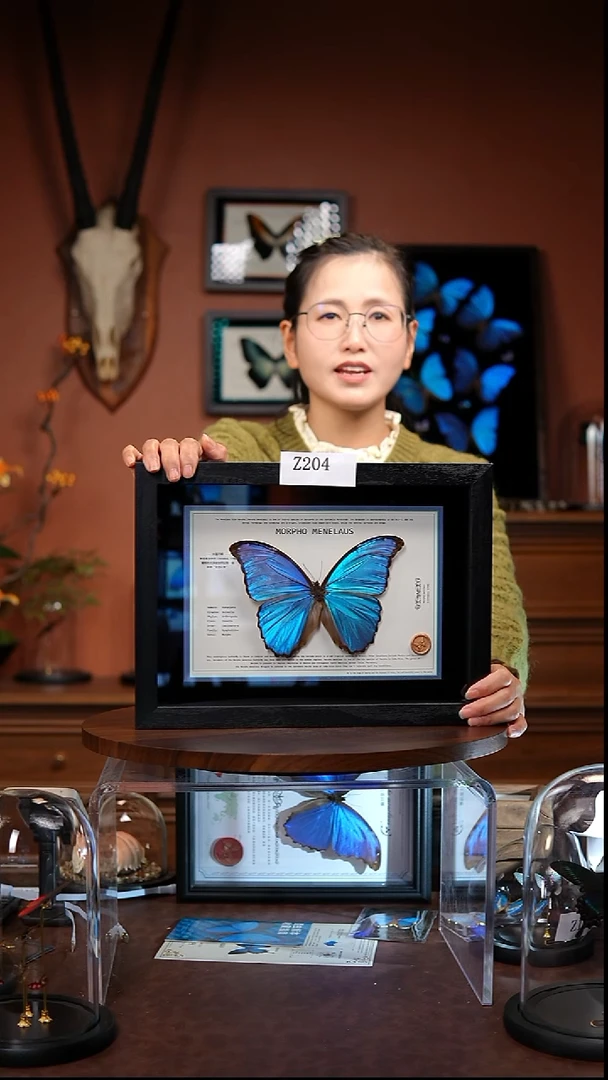 Z204大蓝闪蝶竞拍