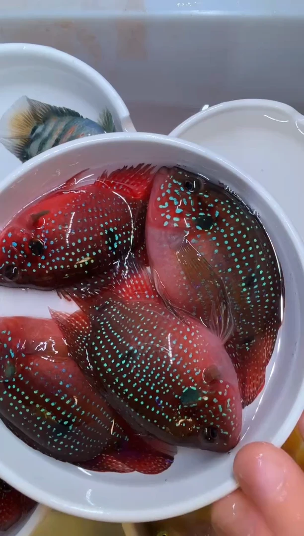 红宝石鱼红宝石球2对