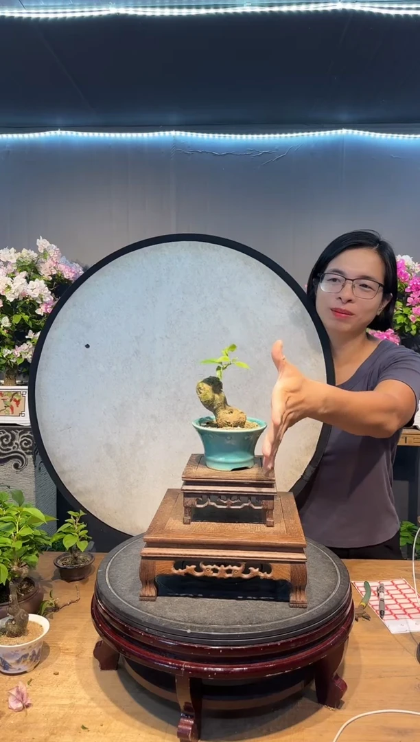 芭*雨三角梅同安红