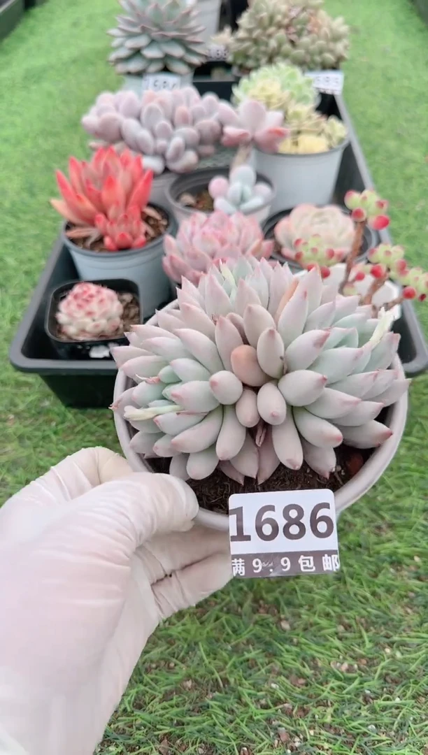 【闪购商品】信福多肉一物一拍