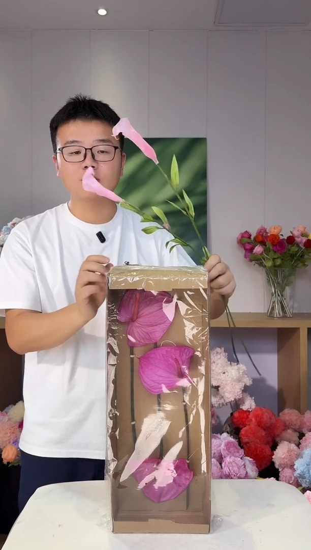 永生大红掌1盒 (玫红)