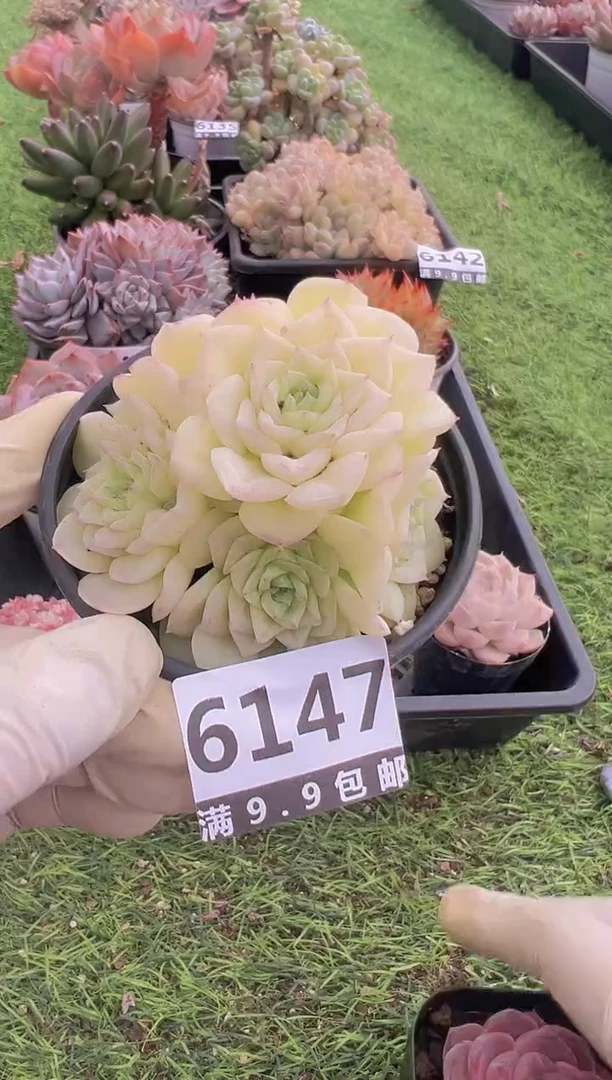 【闪购商品】信福多肉一物一拍