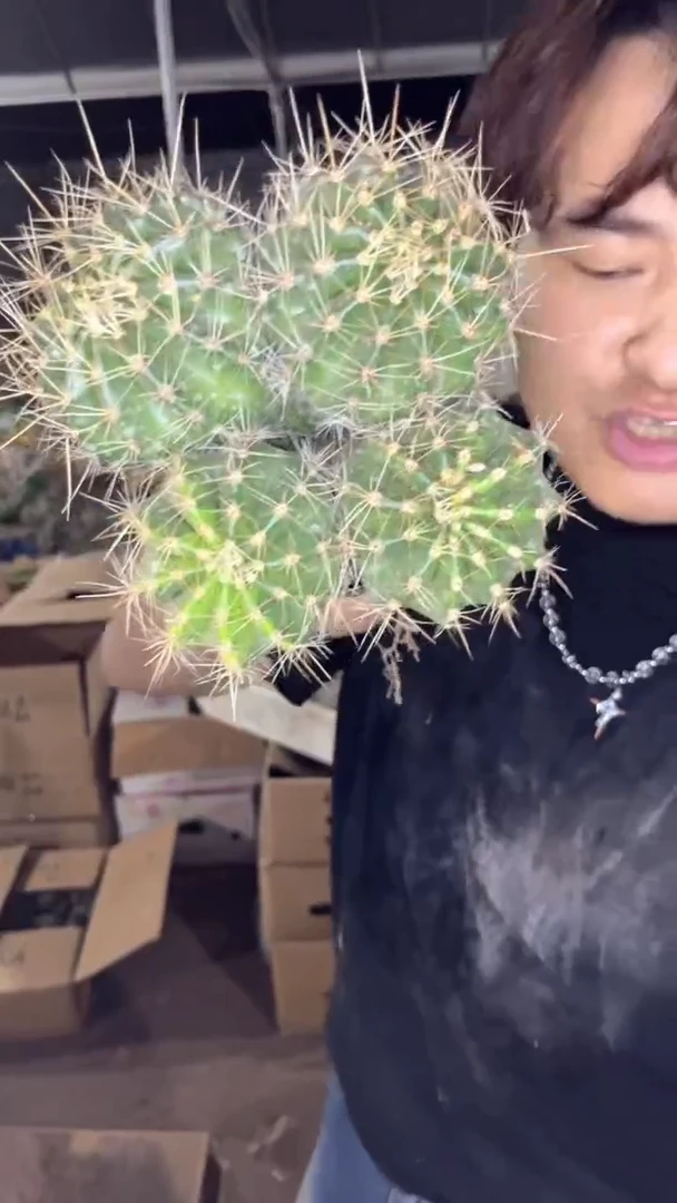 席克氏彩草 群生 12-15cm