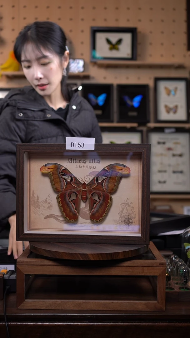 乌桕大蚕蛾标本A4框d153