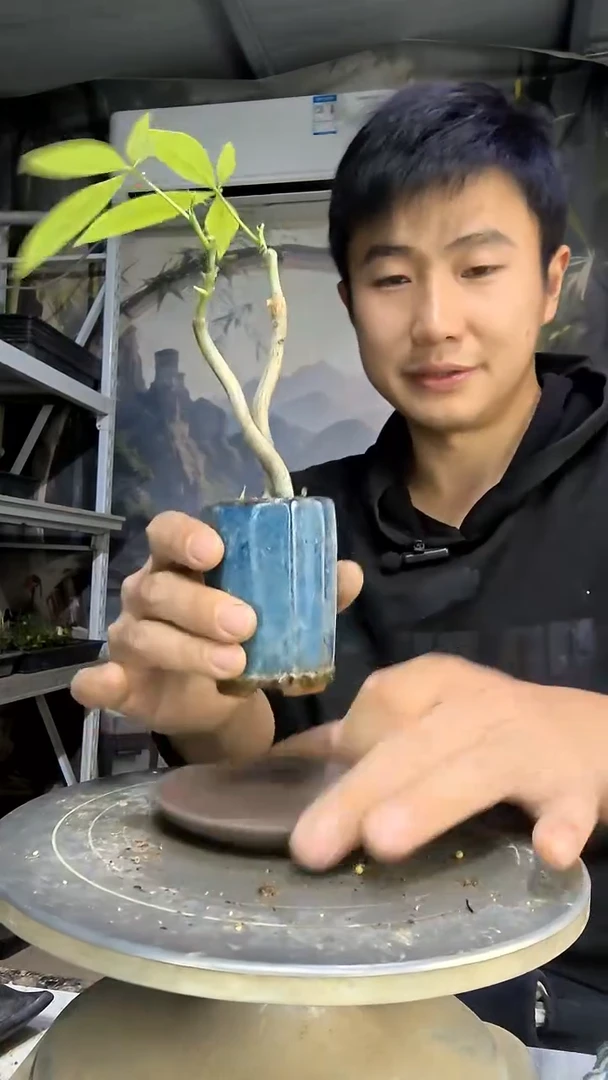 安*安中青园艺一物一拍花120