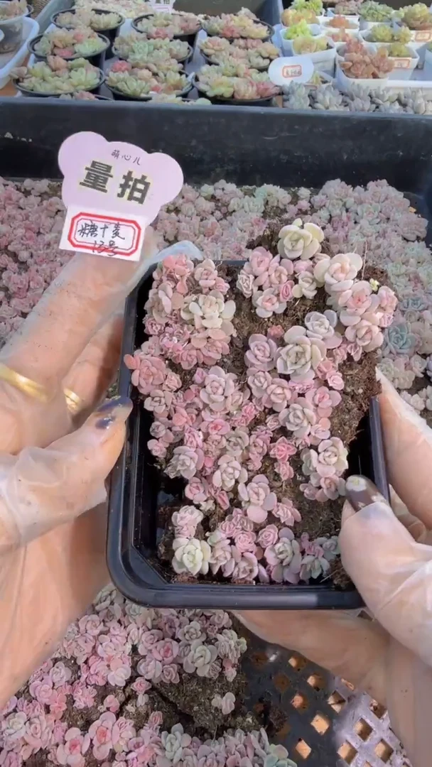 13号切糕1盒 量拍多肉植物