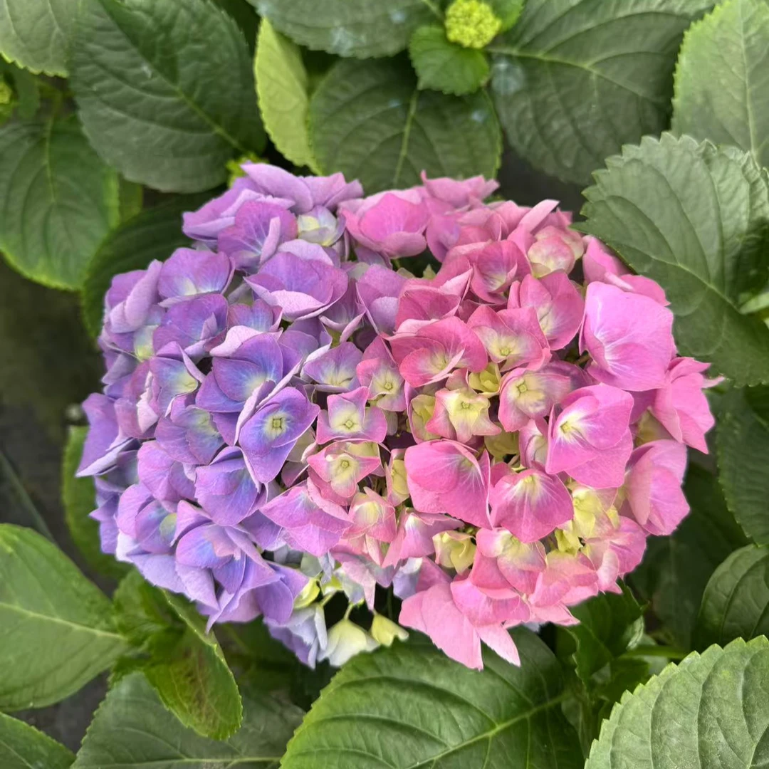 梦幻彩 6个头 后期会变色大花绣球盆栽花卉 带花苞发货 1加仑