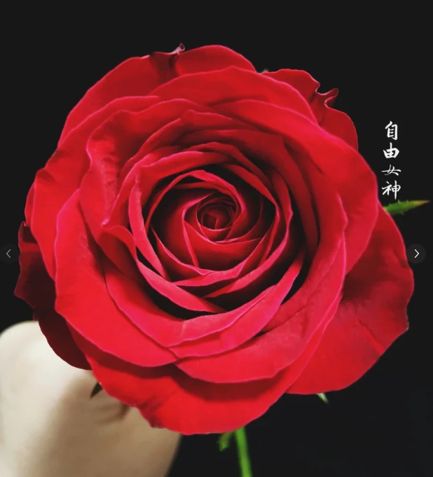 自由女神 重瓣玫瑰 20枝（5枝不售后）+营养剂
