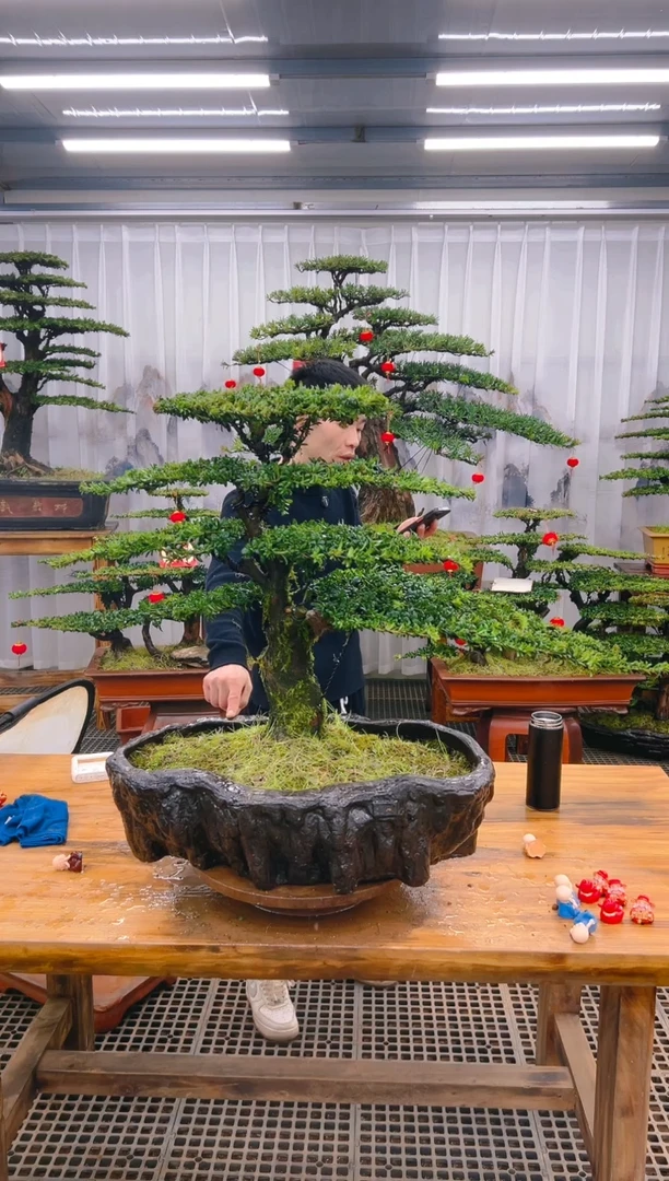 【闪购商品】紫砂精品盆景直播间一物一拍