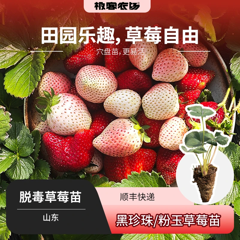 黑珍珠/粉玉脱毒草莓苗丨田园自由轻松在家实现，穴盘苗易种植 6棵