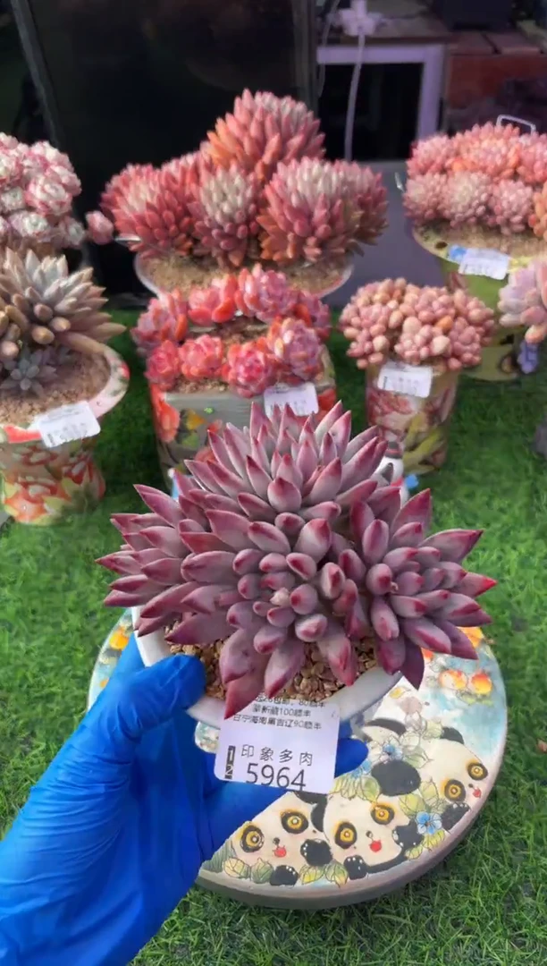 昆明印象多肉5964