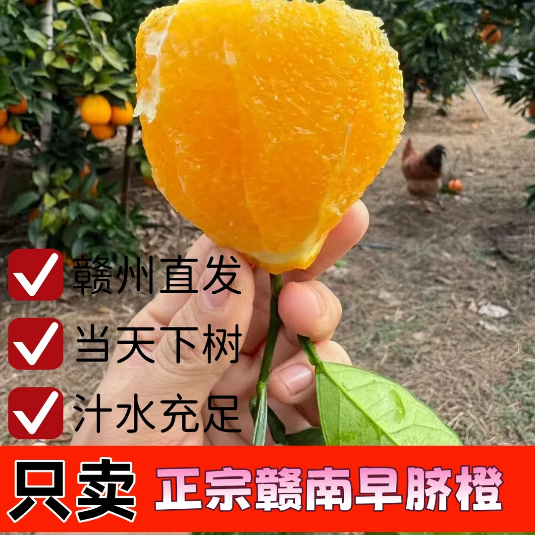 【双11让利】赣南早脐橙赣州产地直发保证新鲜3/5/10斤现采现摘
