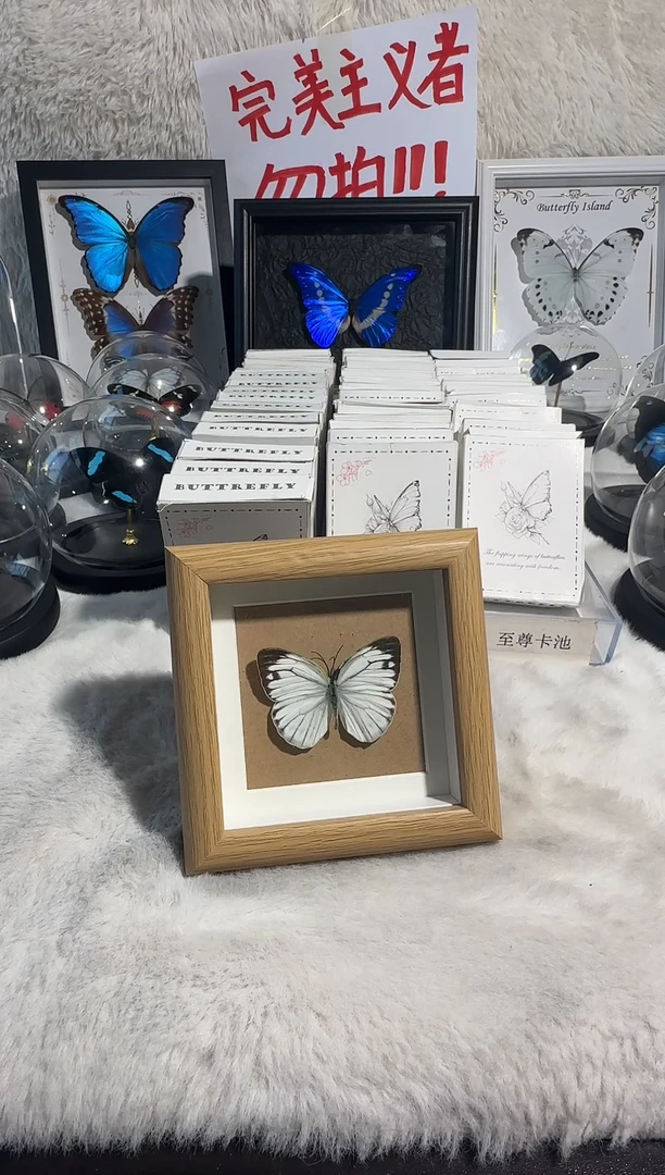 小白蝶精致小框