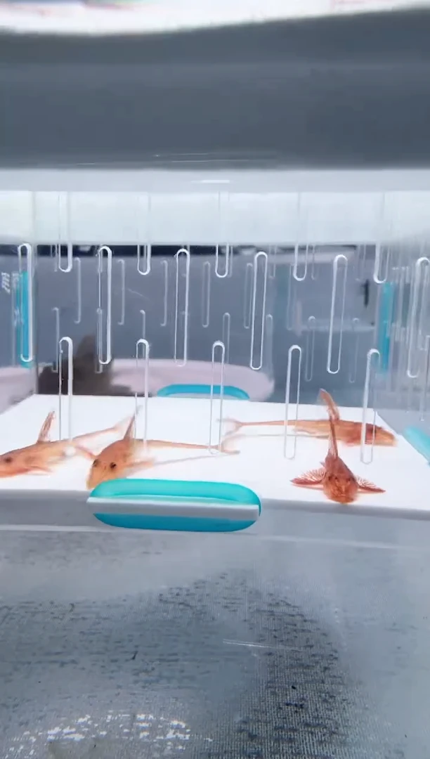 清道夫4+不包入缸损73