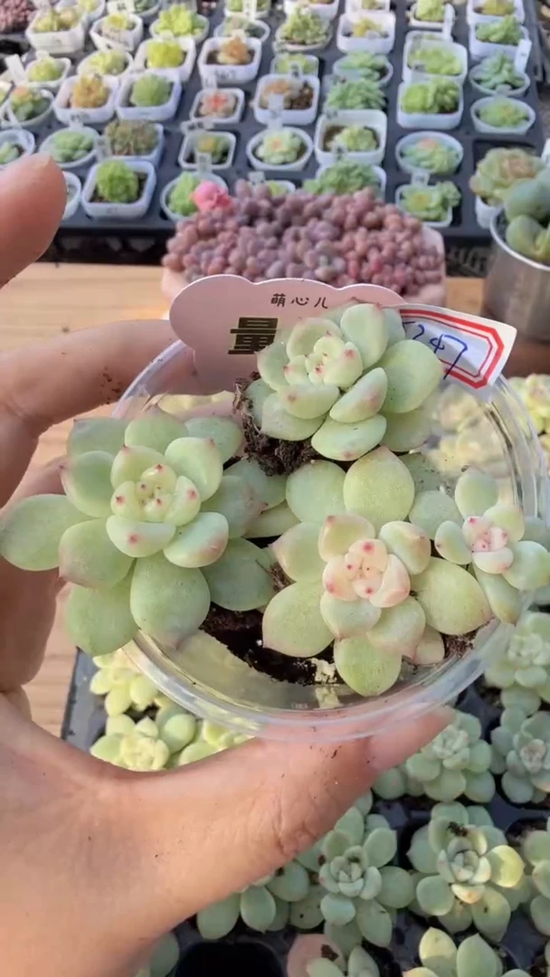 t347 单双混 3颗量拍多肉植物 满9.9包邮