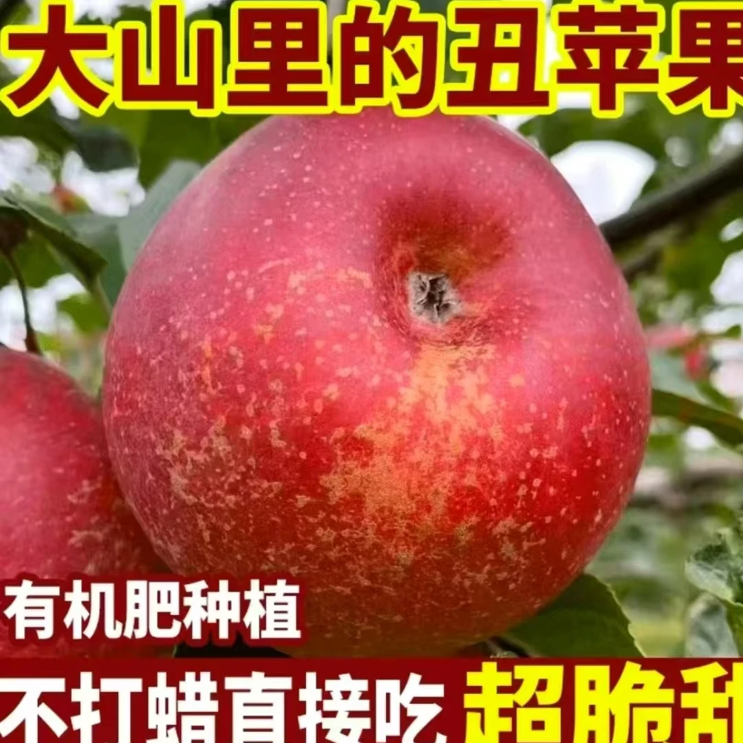 大凉山丑苹果  中大果（70-90mm）  越丑越甜 （不保糖心）