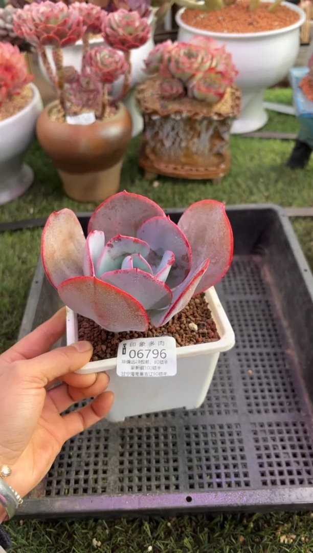 【闪购商品】06796