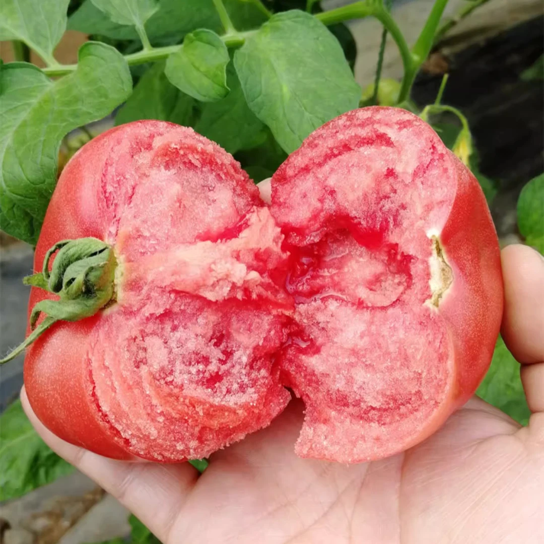 [全店5件包邮]沙瓤西红柿种子四季可种阳台庭院盆栽种皮薄肉厚籽