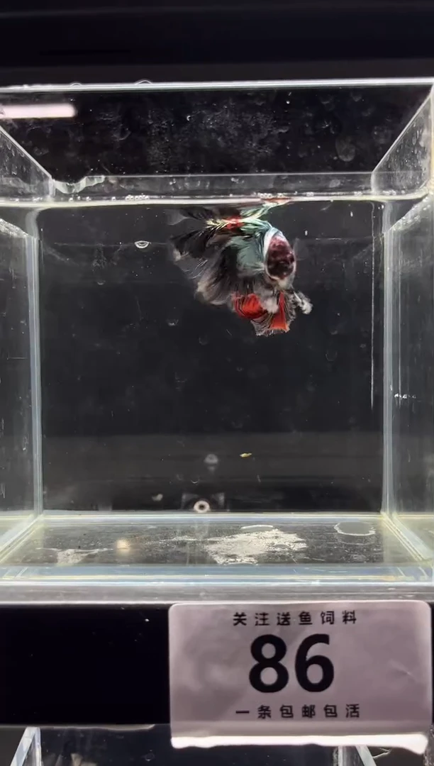 斗鱼斗鱼竟拍连接86