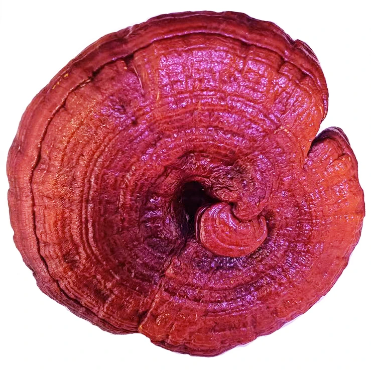 长白山正品赤灵芝野外干货整枝泡酒煲汤炖鸡泡茶泡酒滋补佳品