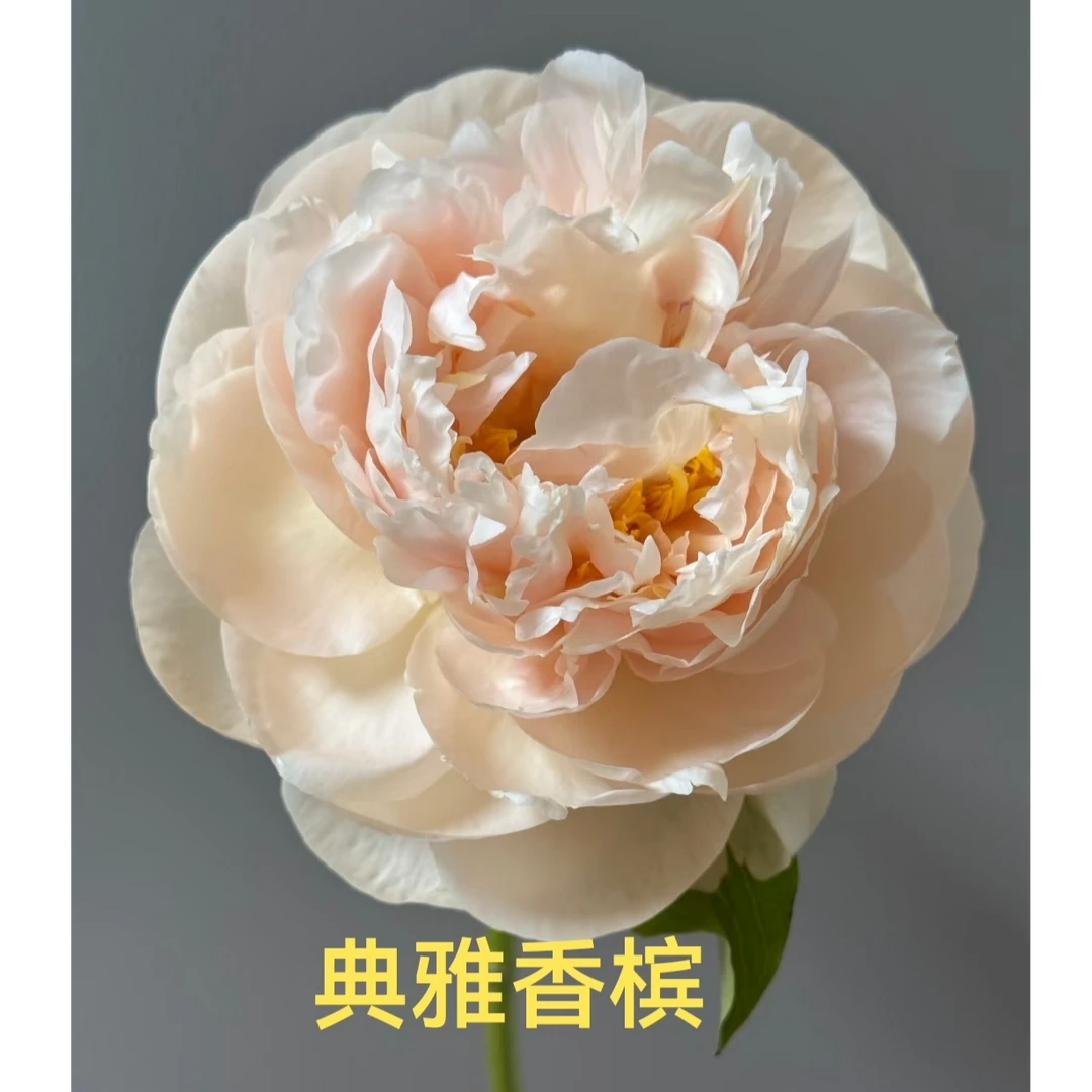 【典雅香槟】进口观赏芍药重瓣香槟色基地直发包对版包邮