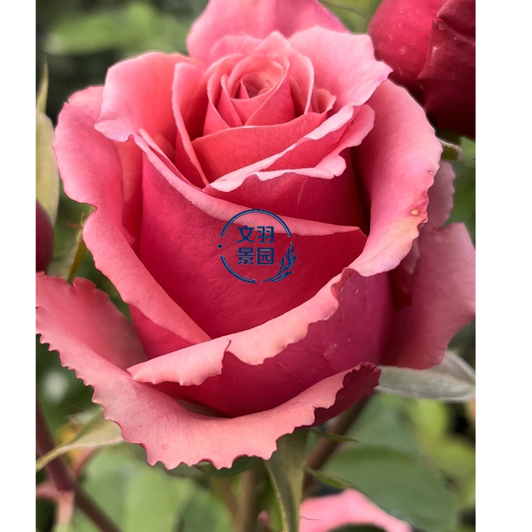 文羽景园【古铜香水】切花月季多季节重复开花