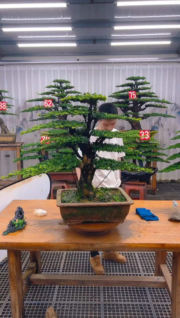 无花朵用****7精品盆景直播间一物一拍