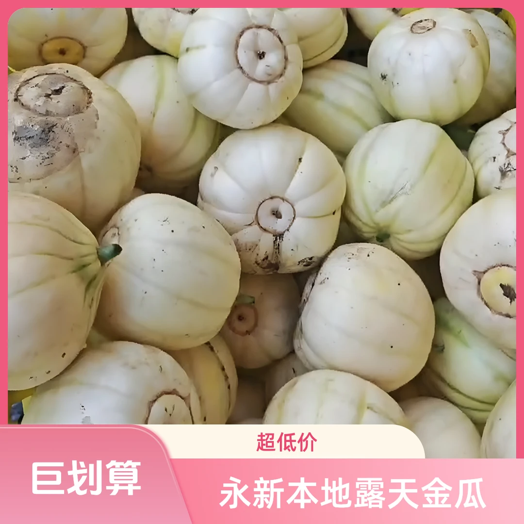 永新露天金瓜香瓜现摘甜瓜脆甜多汁当季新鲜水果