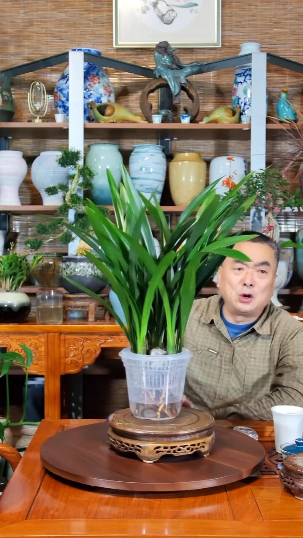 无花朵?****！水之韵水培墨兰