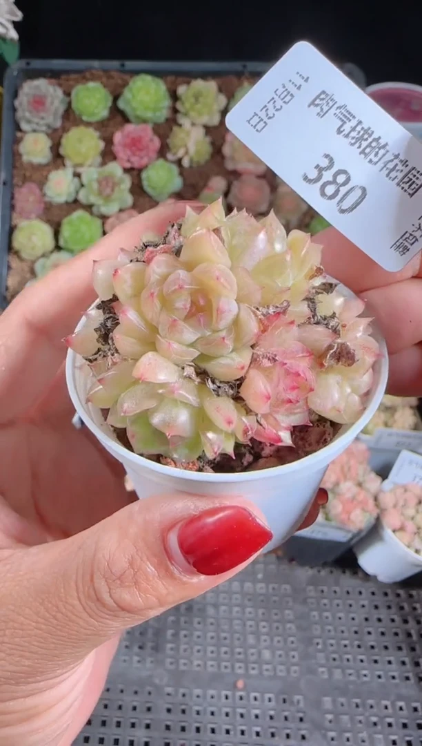 1122-380群生不包整