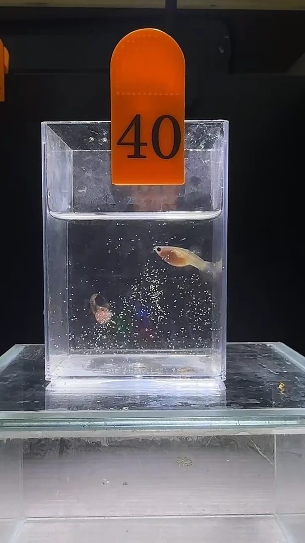 孔雀鱼粉猫短体孔雀鱼编号40