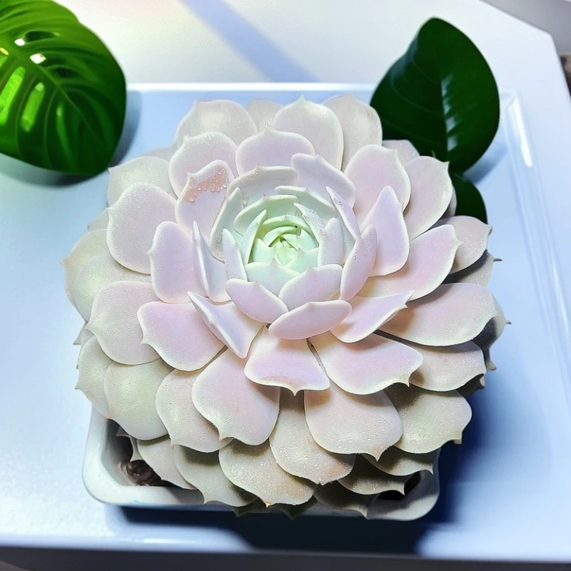 71多肉植物（单头露娜莲）直播展示