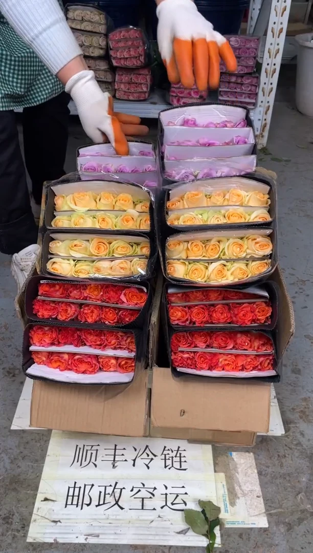 火灵鸟20枝+香槟20枝+紫霞20枝