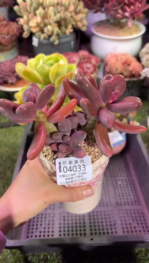 【闪购商品】04033脱土带盆