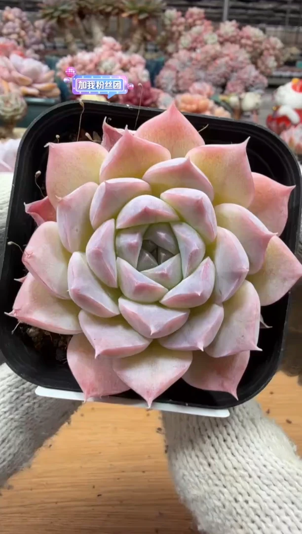 东云多肉园三店-73