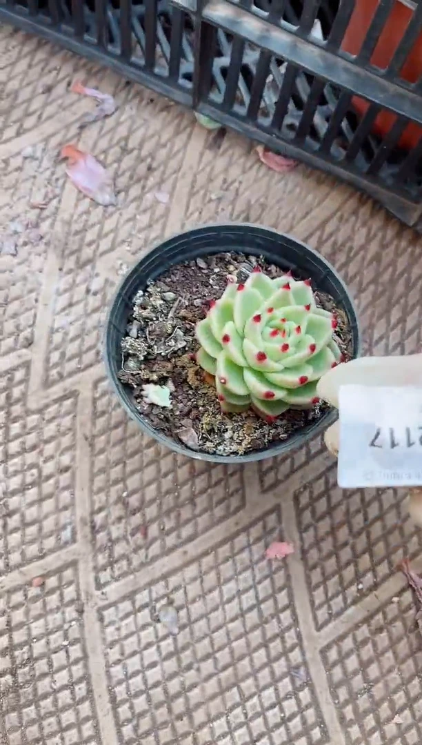 【闪购商品】22117