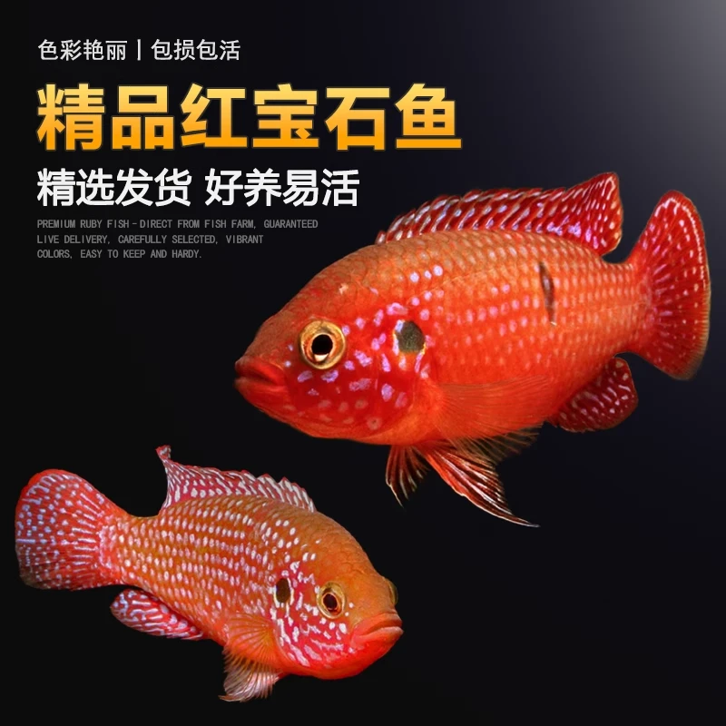 红宝石鱼热带观赏宠物小型鱼活体鱼血钻凤凰三湖短慈鲷球体活好养