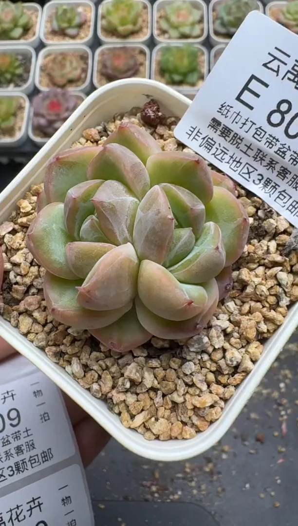 808E云禹多肉植物 带盆土纸巾打包 3颗包邮