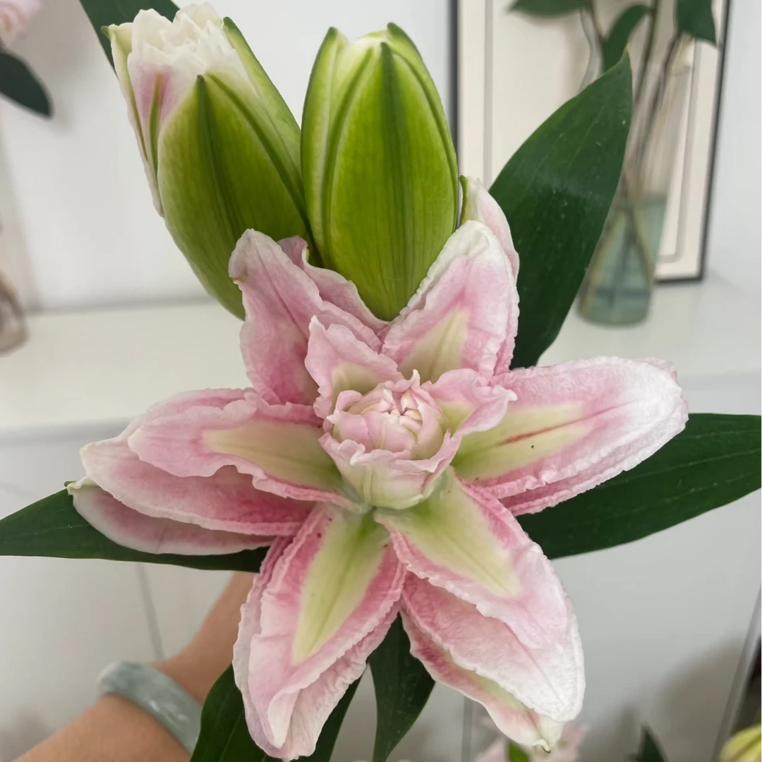 【粉霞】 -重瓣百合  任意两单升级顺丰冷链/京东/EMS空运