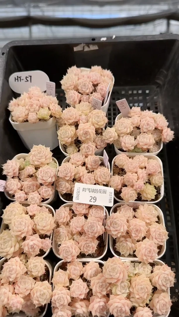 1226-29ht-57多肉量拍任意发一颗群生不包整