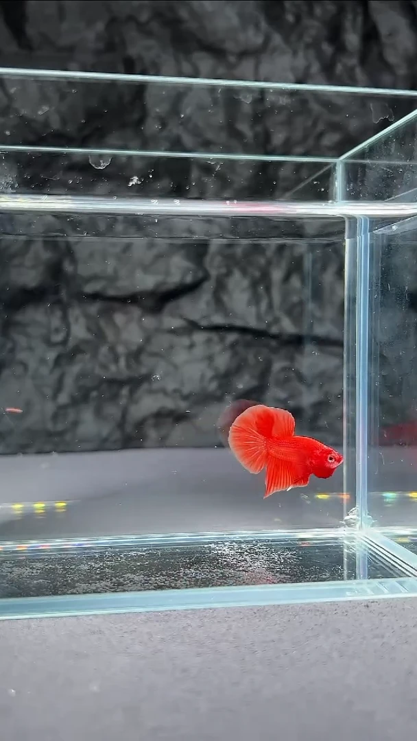 斗鱼竞拍链接153