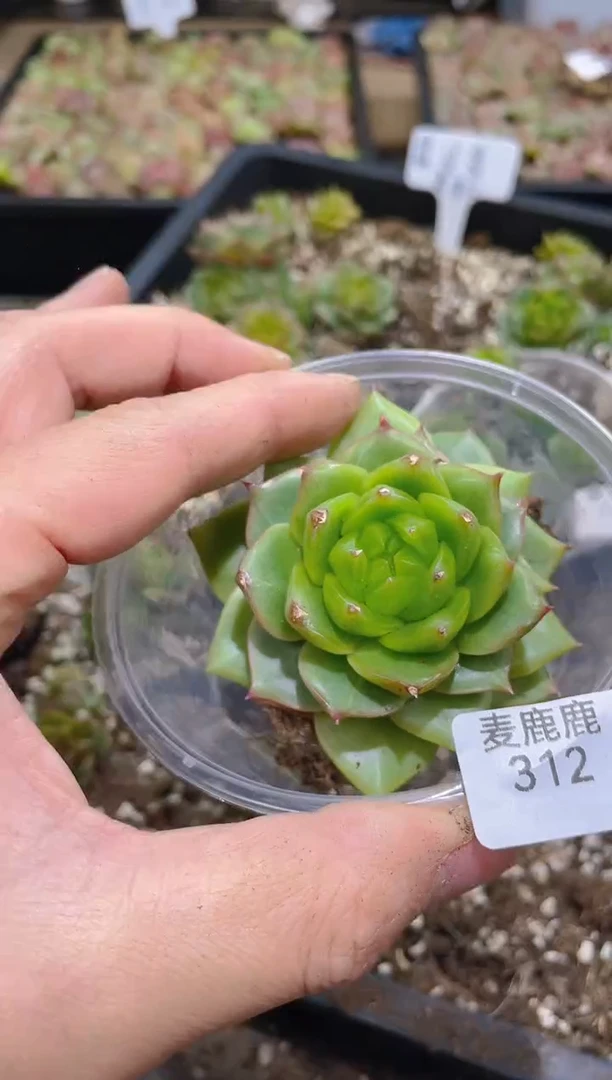 312孤品