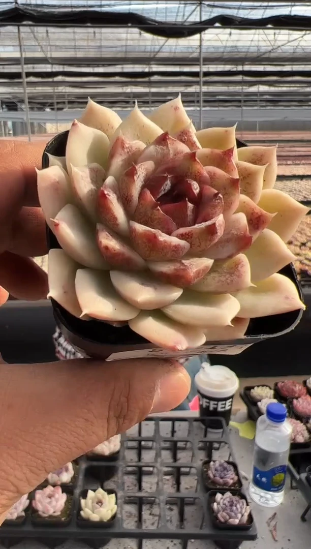 【闪购商品】新款多肉-218