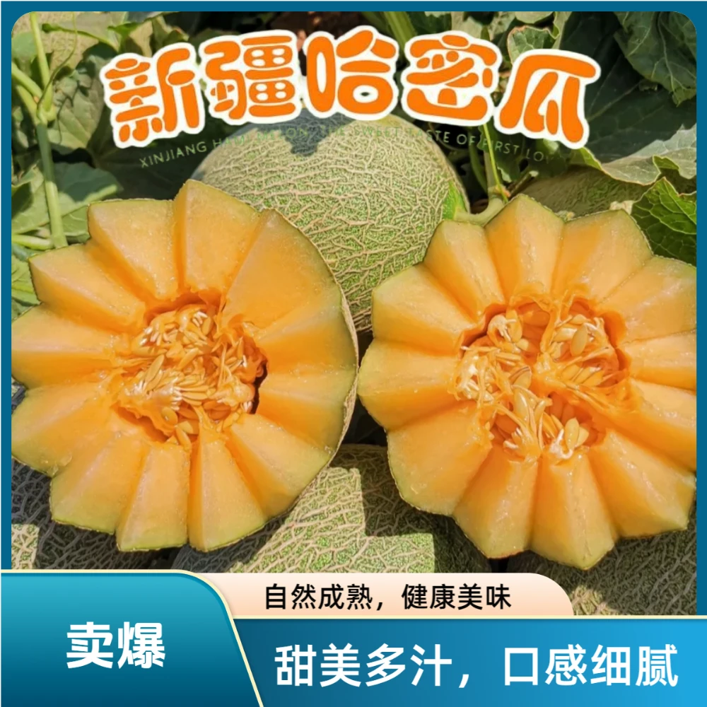 （当季水果）现摘现发新疆火焰山哈密瓜 新疆哈密瓜 西州蜜瓜 蜜瓜